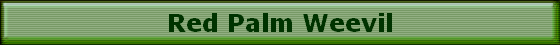 Red Palm Weevil